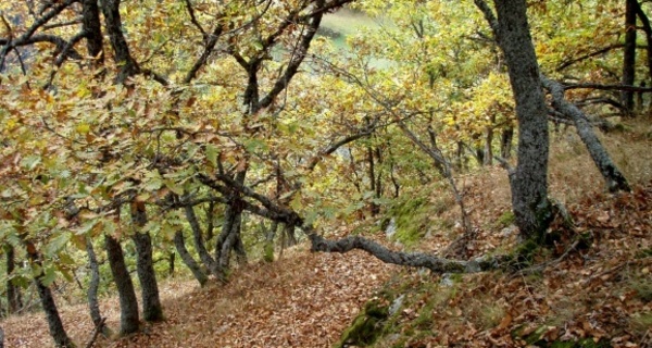 Eichenwäldchen Tschuppina
