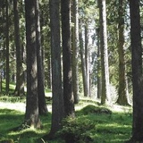 Hochmontaner Fichtenwald bei Flanz