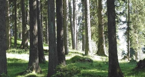 Hochmontaner Fichtenwald bei Flanz