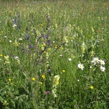 Prato secco presso Bacuns