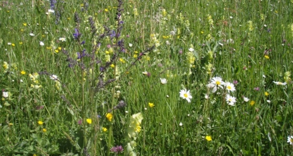 Trockenwiese bei Bacuns