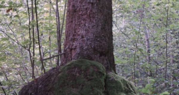 Fichte mit Krebswulst bei Run