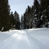 Cross-country ski track Migliè / Plaun sut