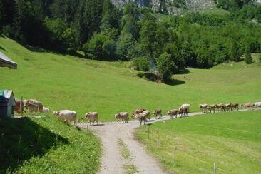 Bétail sur l’alpage