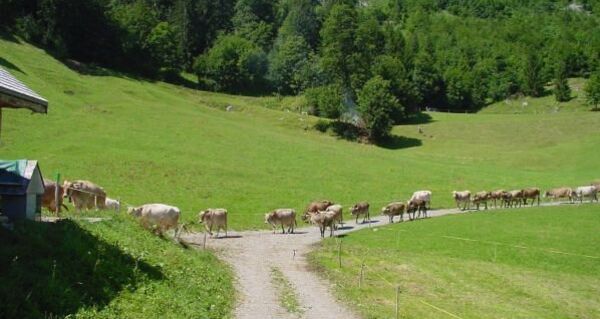 Vieh auf der Alp