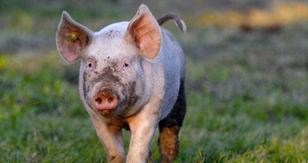 Schweine auf der Alp