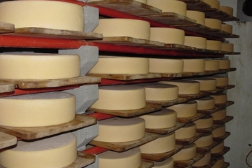 Cave à fromage Schrina