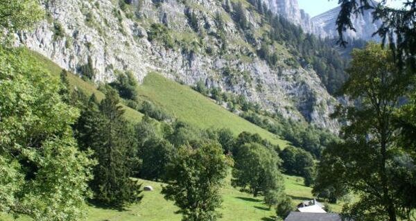 Grund mit Grundplanggen und Bergahornbestand