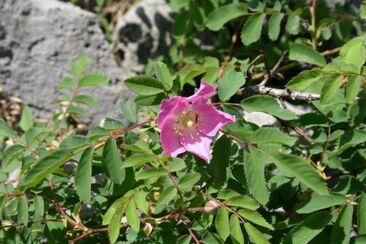 Schöne Blüten am Weg