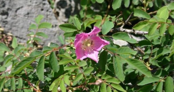 Schöne Blüten am Weg