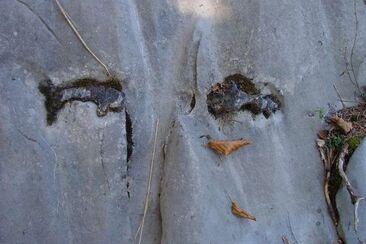 Feuersteine im Quintnerkalk