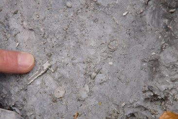 Fossils under our feet