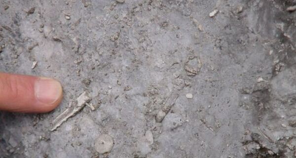 Versteinerungen unter unseren Füssen