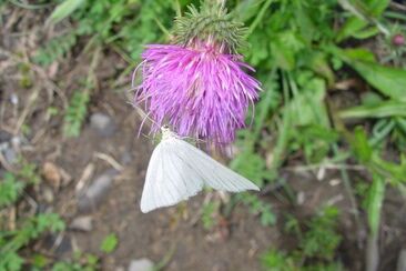 Schönheiten am Weg: Blumen, Insekten