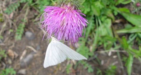 Schönheiten am Weg: Blumen, Insekten