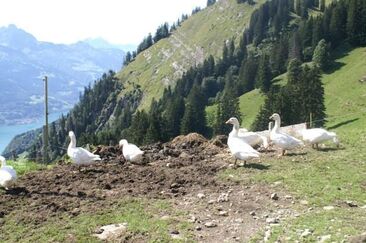 Alp Tschingla, vue sur le Sitzsteinweg