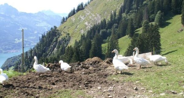 Alp Tschingla, Blick Richtung Sitzsteinweg