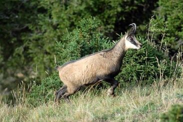 Chamois, souvent en planches escarpées sous les rochers