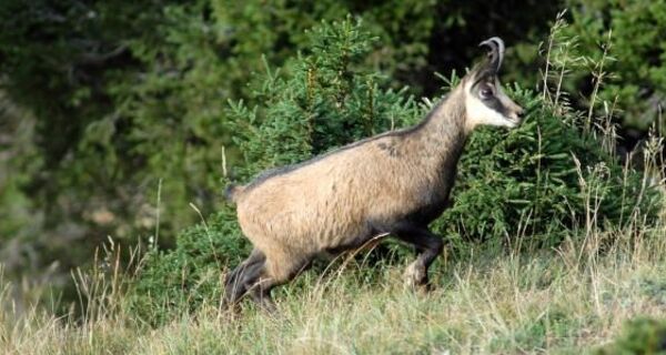 Gams, oft in steilen Planggen unter den Felsen