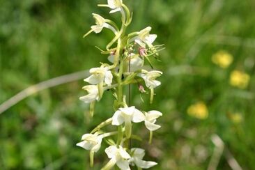 Bellissimi fiori, anche orchidee sul sentiero escursionistico