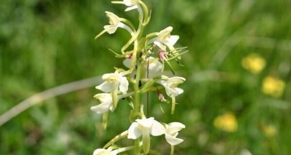Schöne Blumen, auch Orchideen am Wanderweg