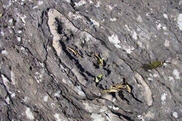 Tuberi di ciottoli lungo il percorso, "zampe di dinosauro"