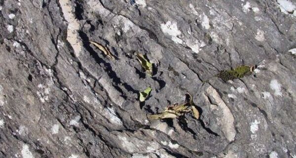 Kieselknollen am Weg, «Dinosauriertatzen»