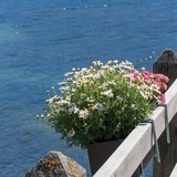 "Freccia del Maloja"