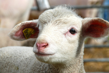 Milchschafhof Riedwies (oua_23840271_image)