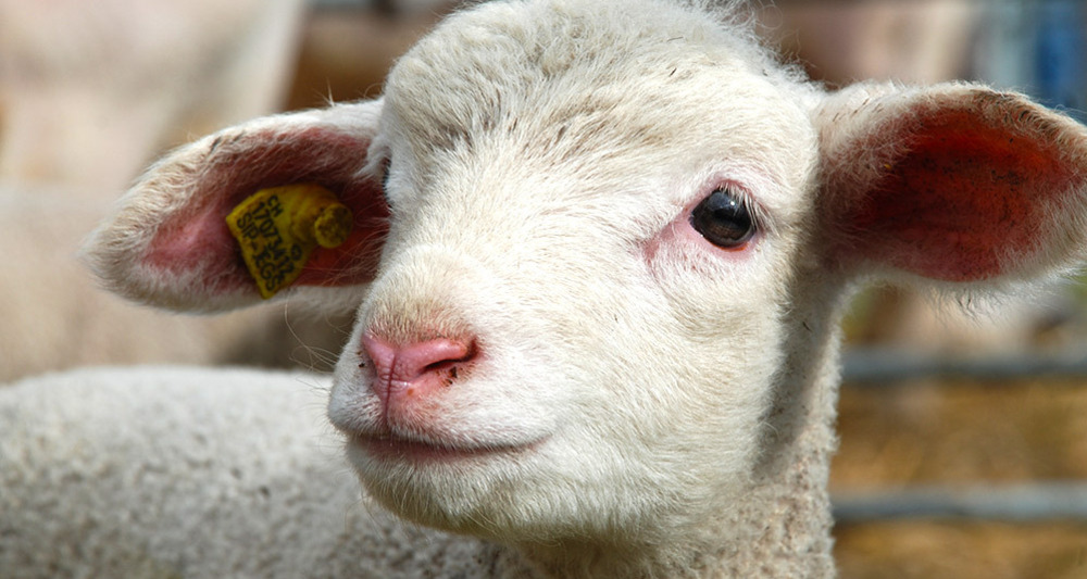 Milchschafhof Riedwies (oua_23840271_image)