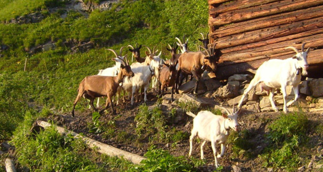 Gürgetschhof (oua_23840721_image)