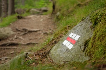 Der Wurzelteppich (oua_23950897_image)