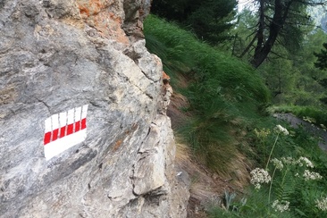 Gli alberi e il gioco di luci e ombre - Les arbres et le jeu d’ombres (oua_23951112_image)