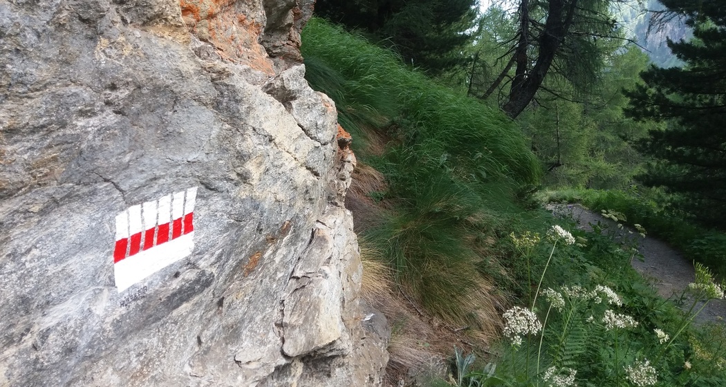 Gli alberi e il gioco di luci e ombre - Die Bäume und das Schattenspiel (oua_23951112_image)