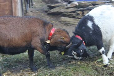 Streichelzoo Cuolm Sura