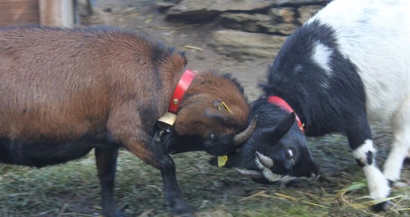 Streichelzoo Cuolm Sura