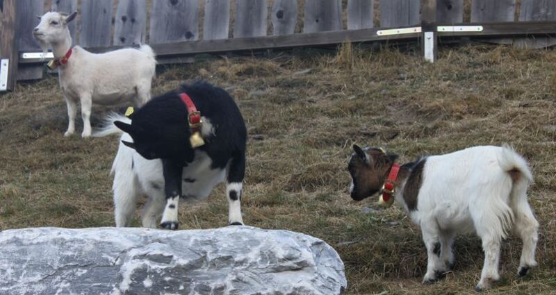 Streichelzoo Cuolm Sura