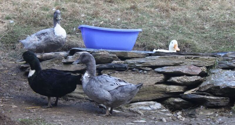 Streichelzoo Cuolm Sura