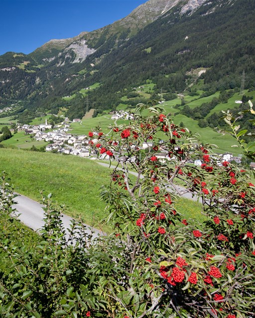 Vista