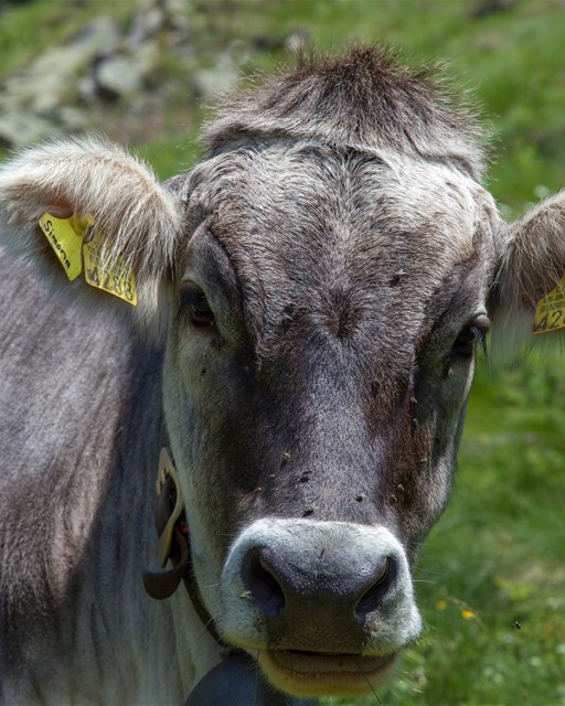 Mucca