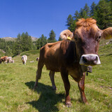 Poschiavo - Selva (oua_24022084_image)