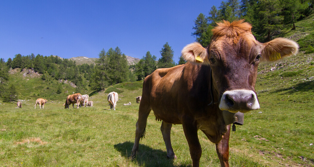 Poschiavo - Selva (oua_24022084_image)