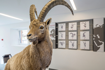 Capricorn Ausstellung