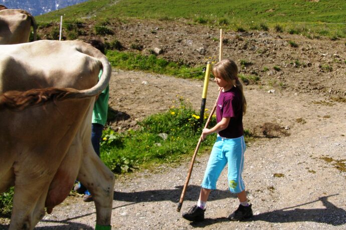Viehtrieb bei der Carmenna-Hütte