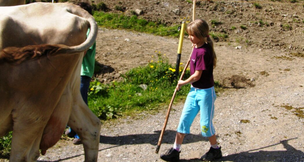 Viehtrieb bei der Carmenna-Hütte