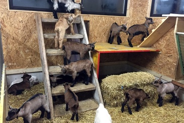 Regionale Produkte Geiss- Pur Pany (oua_25107524_image)