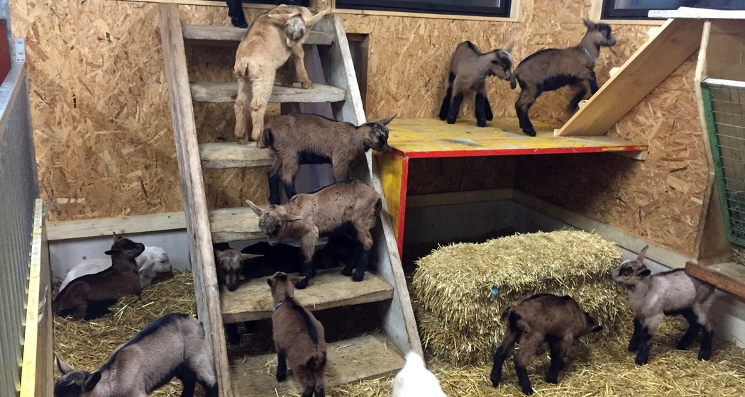 Regionale Produkte Geiss- Pur Pany (oua_25107524_image)