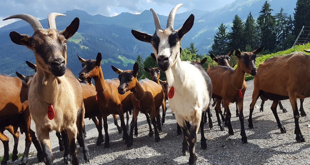 Regionale Produkte Geiss- Pur Pany (oua_25108402_image)