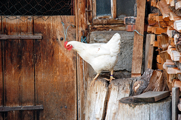 Vorwitziges Huhn in Hinterrhein.