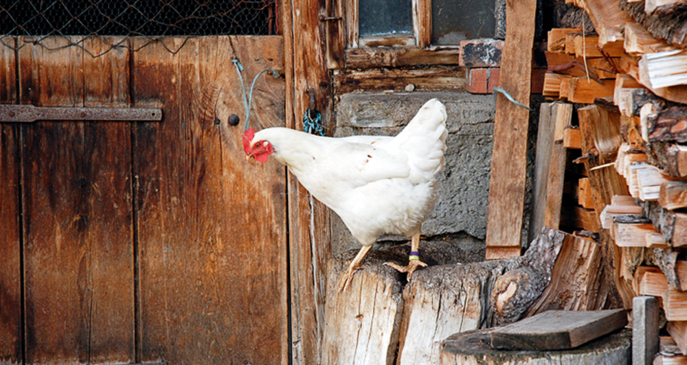 Vorwitziges Huhn in Hinterrhein.
